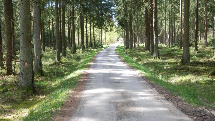 <p>Der geplante Höhen-Radweg durch den Ommerscheider Wald zeichnet sich dadurch aus, dass er kaum nennenswerte Steigungen aufweisen wird.</p>