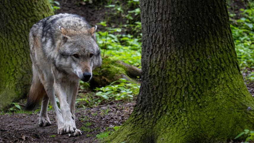 <p>Diese Aufnahme zeigt einen europäischen Grauwolf in einem Gehege vom Wolfcenter Dörverden.</p>