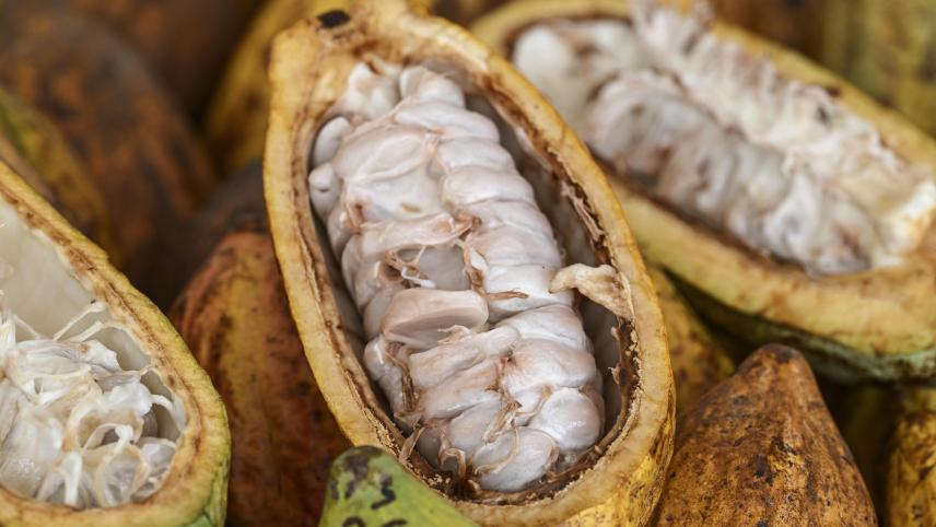 <p>Geöffnete Kakaofrüchte</p>