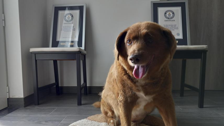 <p>Bobi sitzt für ein Foto in seinem Haus mit seiner Guinness-Weltrekord-Urkunde für den ältesten Hund.</p>