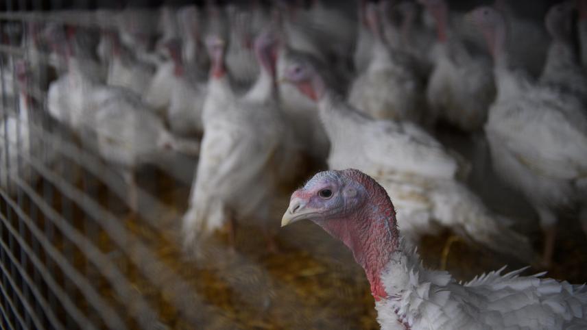 <p>Im vergangenen Jahr wurden in Belgien mehr als 718.000 Puten geschlachtet.</p>