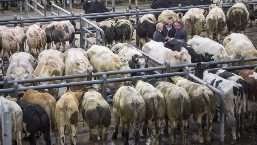 <p>Die belgischen Viehhändler wehren sich gegen aus ihrer nicht umsetzbare Quarantäneregelungen, die den Export von Rindern ins Ausland so gut wie unmöglich machen.</p>