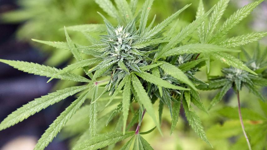 <p>Nach einem Hinweis der Aachener Polizei an die Eupener Kollegen wurde die Cannabisplantage im Mai 2022 entdeckt.</p>