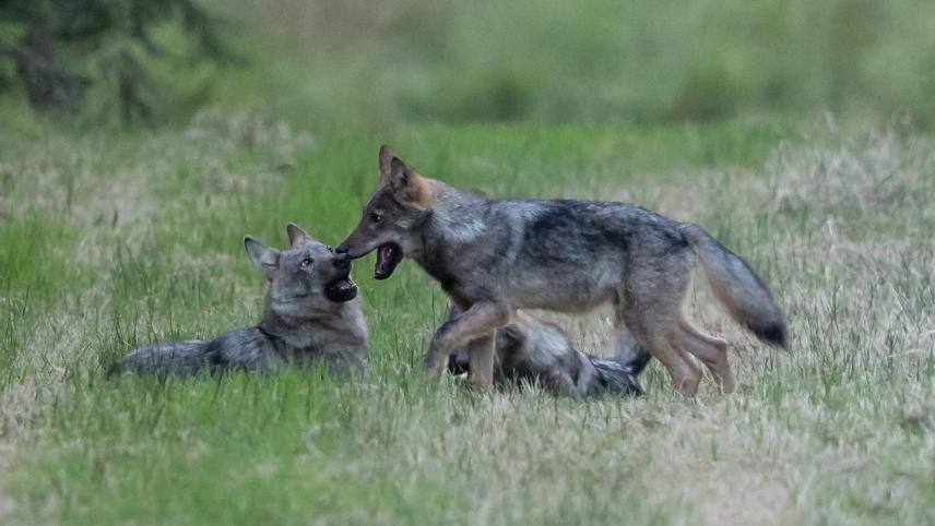 <p>Einem Fotografen war es vor zwei Jahren gelungen, den zweiten Wurf des Wolfsrudels im Hohen Venn abzulichten.</p>