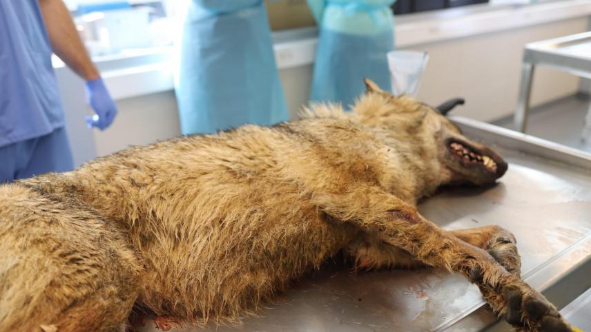 <p>Auf der Straße zwischen Roetgen und Konzen wurde am Mittwoch auf belgischem Gebiet ein toter Wolf gefunden. Er wird nun in Lüttich untersucht. Foto: SPW</p>