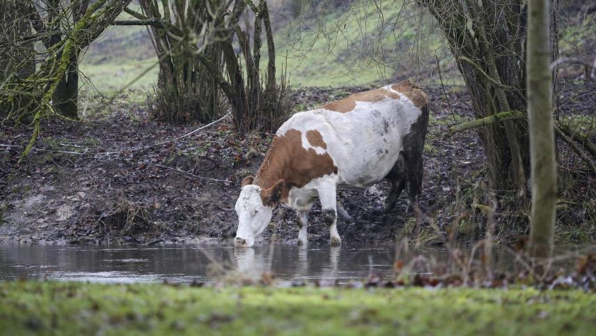 <p>Eine Kuh trinkt aus einem Wasserlauf.</p>